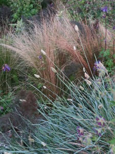 Sesleria en Carex