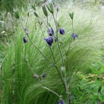 Stipa en Akelei