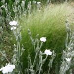 Stipa en Lychnis