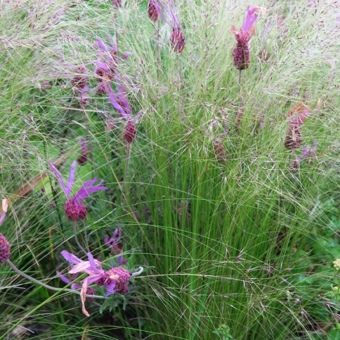 Stipa en kuiflavendel