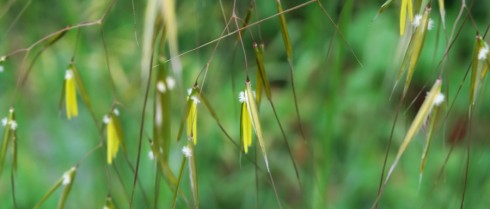 Stipa gigantea