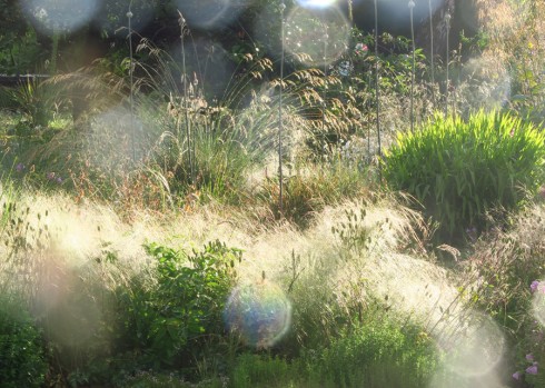 Stipa sunflare