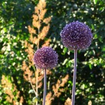 Allium 'Summer Drummer'