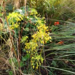 Allium flavum