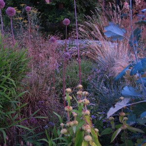 Alliums&Phlomis