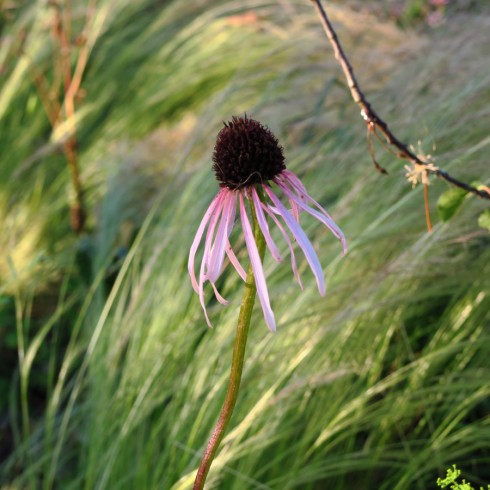 Echinacea pallida 'Hula Dancer'