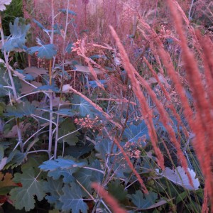 Macleaya&Calamagrostis