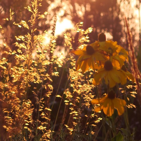 Rudbeckia