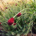 Sanguisorba officinalis