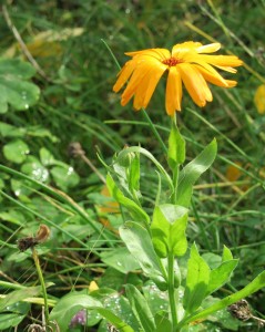 Calendula