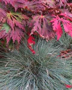 Festuca en Acer