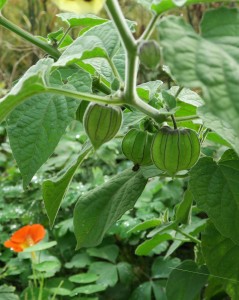 Inkabes en Oost Indische kers