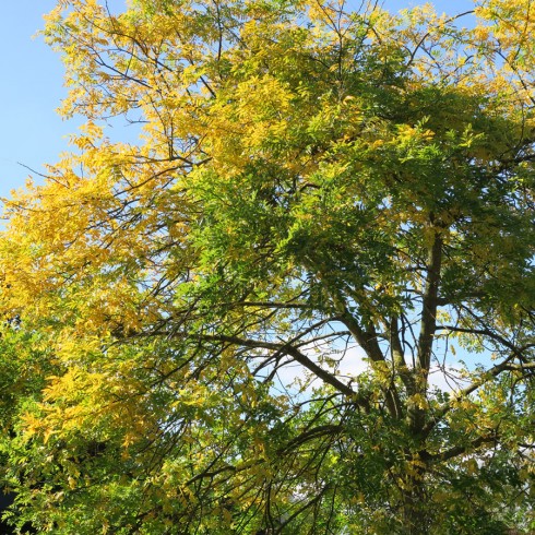 Sophora japonica