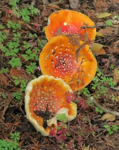 paddestoelen