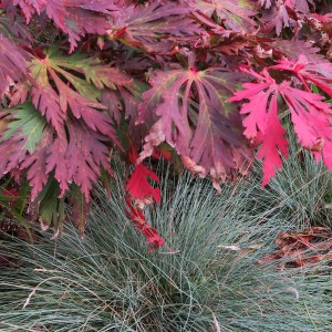 Acer japonicum 'Aconitifolium'