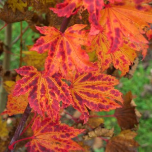 Acer shirasawanum 'Aureum'