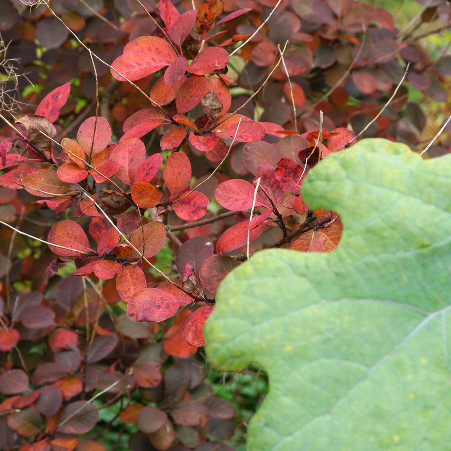 Herfst « zomerstraat