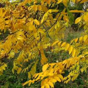 Sophora japonica