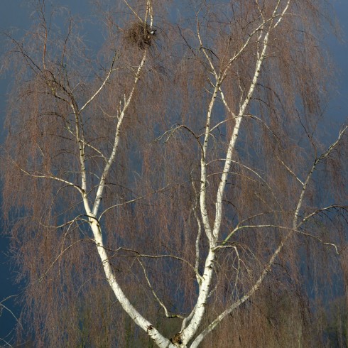 Eksternest in berk