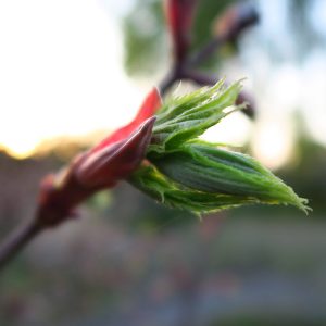 Acer shirasawanum 'Aureum'