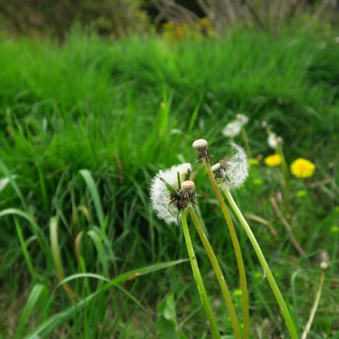 Paardenbloem