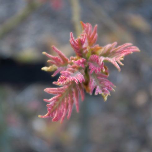 Quercus dentata 'Pinnatifida'