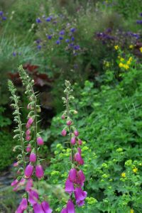 tuin eind mei_4