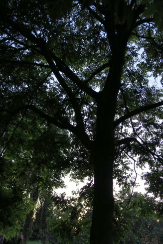 Sophora japonica kroon