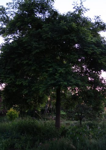 Sophora japonica snoei