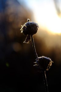 phlomis